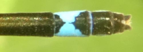 Réf. 354 455 : Ischnura sp.